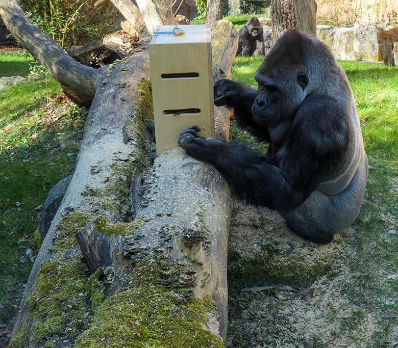 Westlicher Flachlandgorilla Silberrücken VIMOTO am 31. März 2021 mit herausbugsierter Erdnuss am neuen oberen Stocherkasten auf der Außenanlage am Menschenaffen-Haus im Wuppertaler Zoo