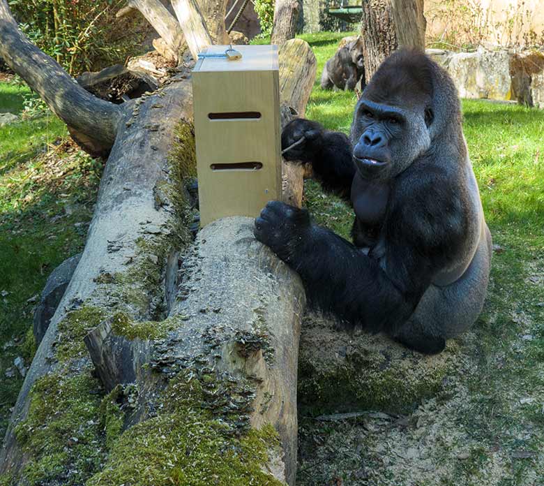 Westlicher Flachlandgorilla Silberrücken VIMOTO am 31. März 2021 am neuen oberen Stocherkasten auf der Außenanlage am Menschenaffen-Haus im Grünen Zoo Wuppertal