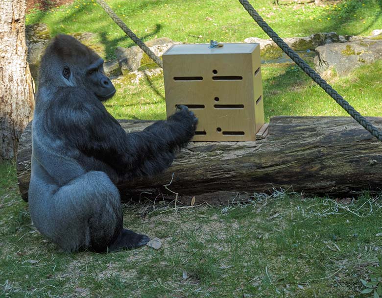 Westlicher Flachlandgorilla Silberrücken VIMOTO am 31. März 2021 am neuen unteren Stocherkasten auf der Außenanlage am Menschenaffen-Haus im Zoologischen Garten der Stadt Wuppertal