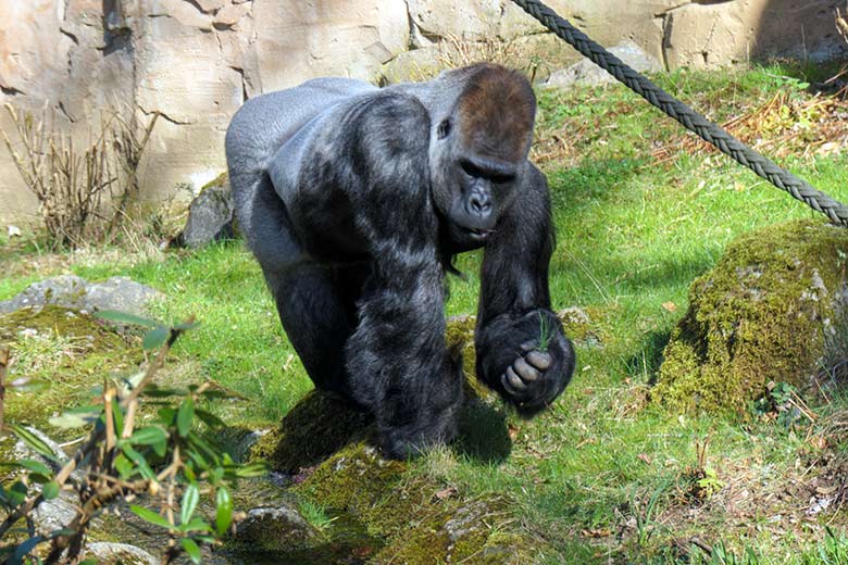 Westlicher Flachlandgorilla Silberrücken VIMOTO am 31. März 2021 beim Zupfen von frischem Gras auf der Außenanlage am Menschenaffen-Haus im Zoo Wuppertal