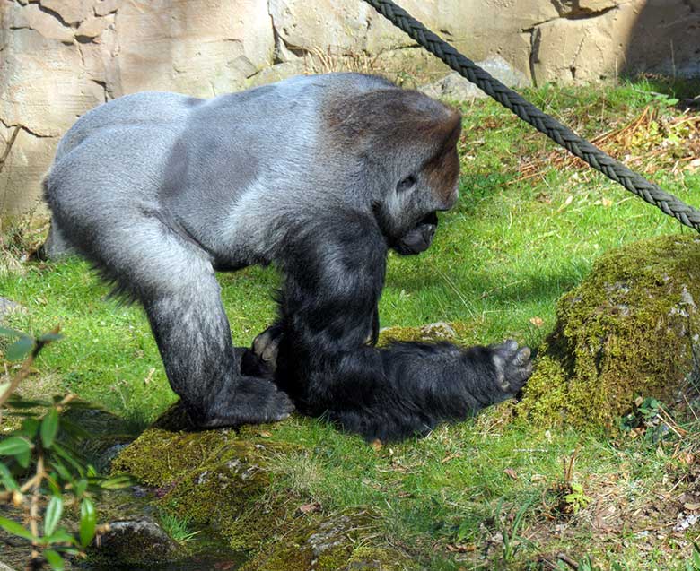 Westlicher Flachlandgorilla Silberrücken VIMOTO am 31. März 2021 beim Zupfen von frischem Gras auf der Außenanlage am Menschenaffen-Haus im Wuppertaler Zoo