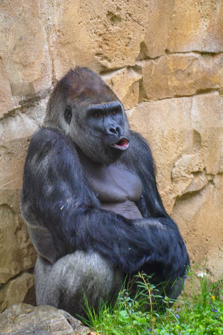 Westlicher Flachlandgorilla Silberrücken VIMOTO am 9. Mai 2021 in der Außenanlage am Menschenaffen-Haus im Grünen Zoo Wuppertal