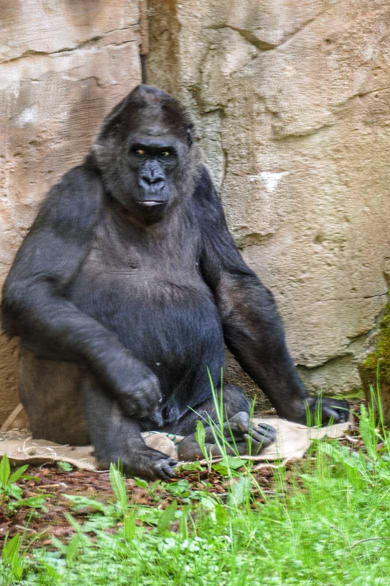 Weiblicher Westlicher Flachlandgorilla UKIWA am 9. Mai 2021 in der Außenanlage am Menschenaffen-Haus im Grünen Zoo Wuppertal