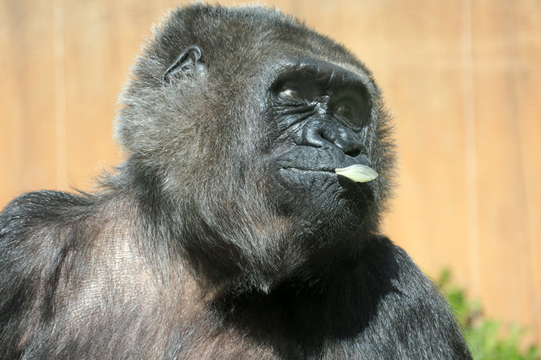 Weiblicher Westlicher Flachlandgorilla UKIWA am 13. Mai 2021 in der Außenanlage am Menschenaffen-Haus im Zoo Wuppertal