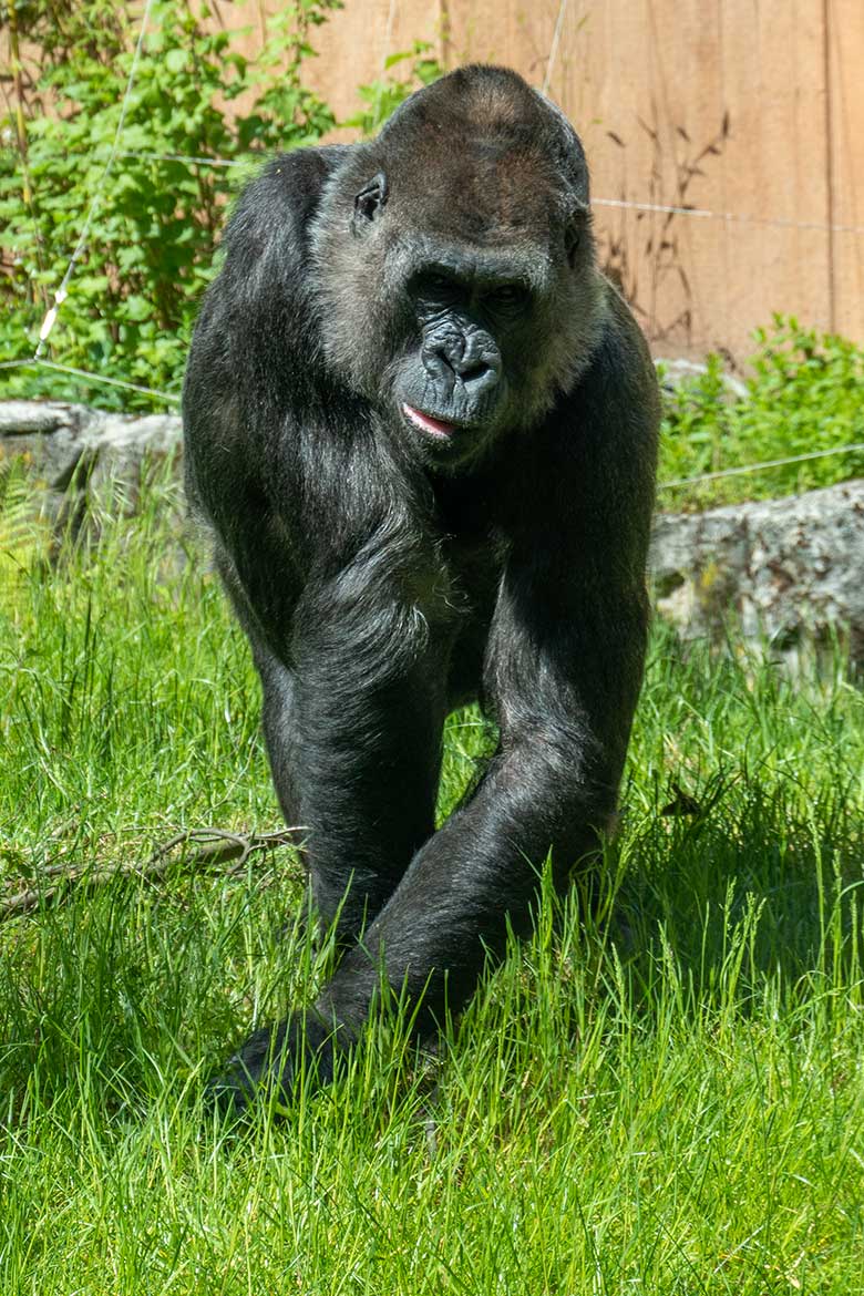 Weiblicher Westlicher Flachlandgorilla UKIWA am 23. Mai 2021 auf der Außenanlage am Menschenaffen-Haus im Grünen Zoo Wuppertal