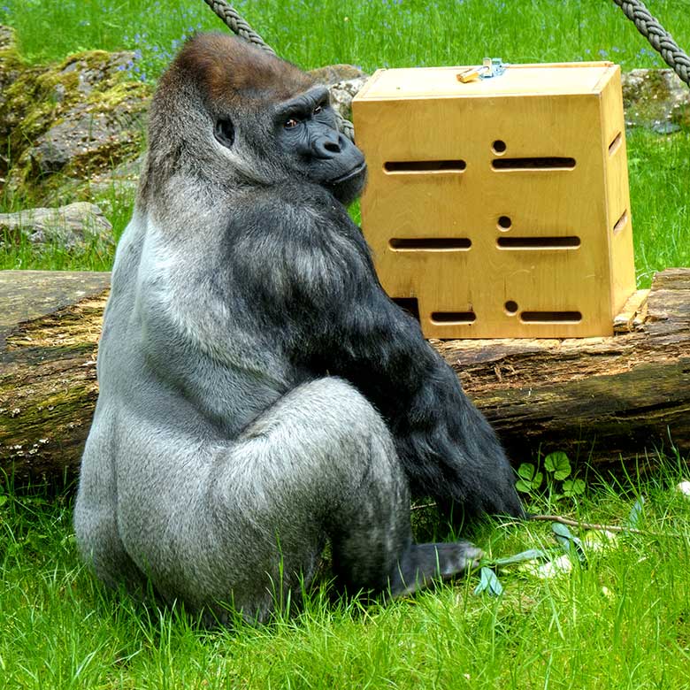 Männlicher Westlicher Flachlandgorilla VIMOTO am 24. Mai 2021 auf der Außenanlage am Menschenaffen-Haus im Grünen Zoo Wuppertal