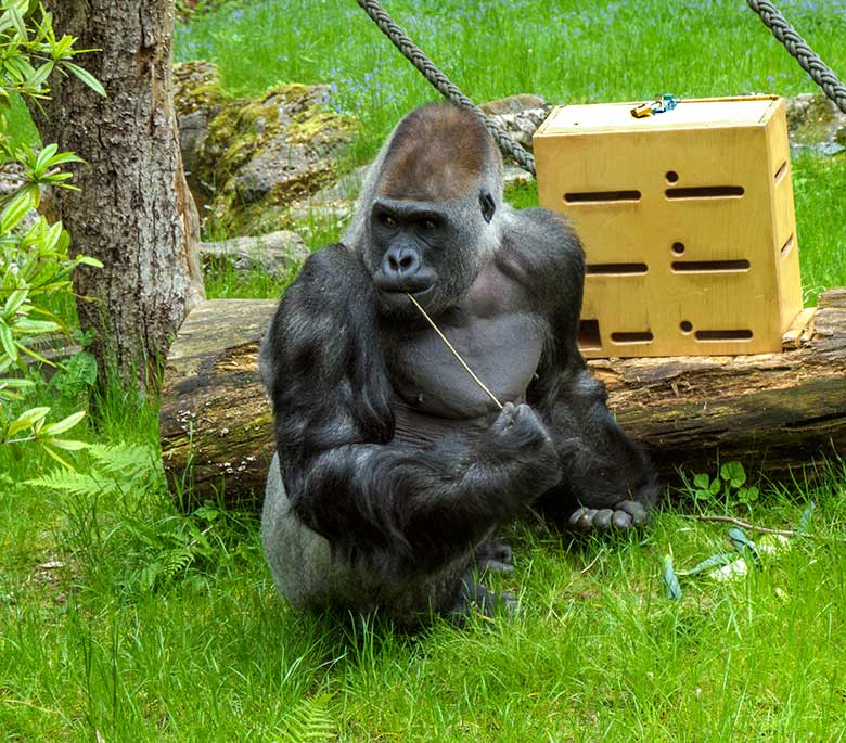 Männlicher Westlicher Flachlandgorilla VIMOTO am 24. Mai 2021 auf der Außenanlage am Menschenaffen-Haus im Grünen Zoo Wuppertal