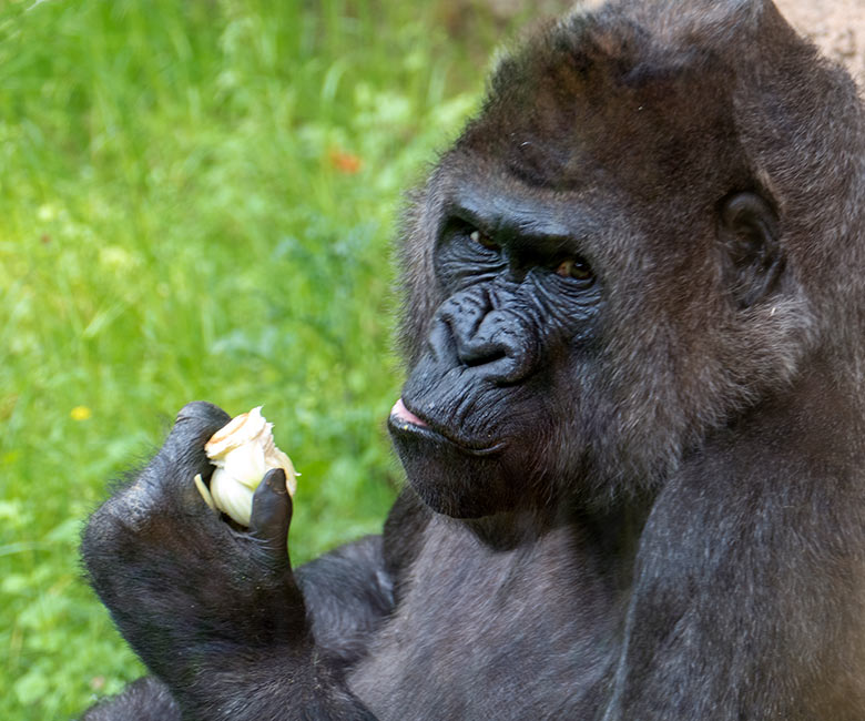 Weiblicher Westlicher Flachlandgorilla UKIWA am 9. Juni 2021 auf der Außenanlage am Menschenaffen-Haus im Zoologischen Garten Wuppertal