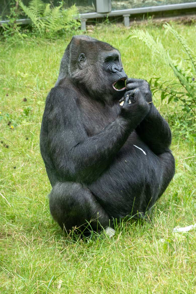 Weiblicher Westlicher Flachlandgorilla UKIWA am 28. Juni 2021 auf der Außenanlage am Menschenaffen-Haus im Zoo Wuppertal