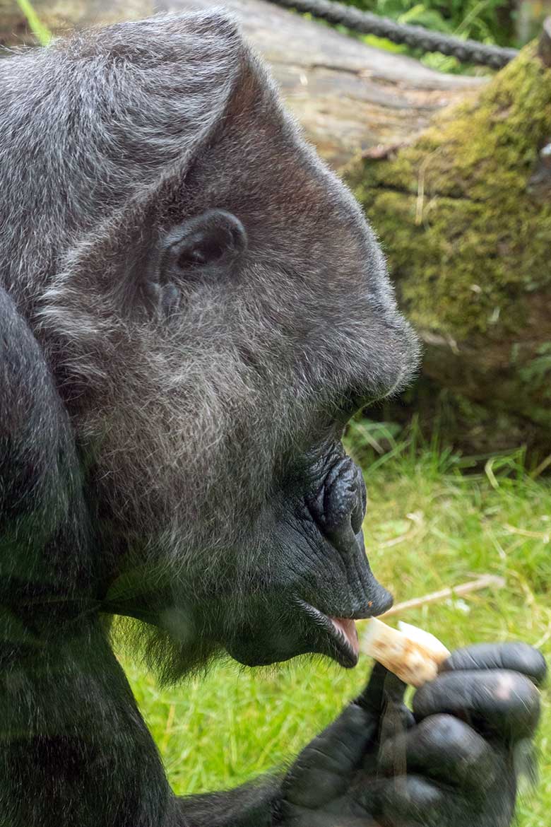 Weiblicher Westlicher Flachlandgorilla UKIWA am 28. Juni 2021 auf der Außenanlage am Menschenaffen-Haus im Grünen Zoo Wuppertal