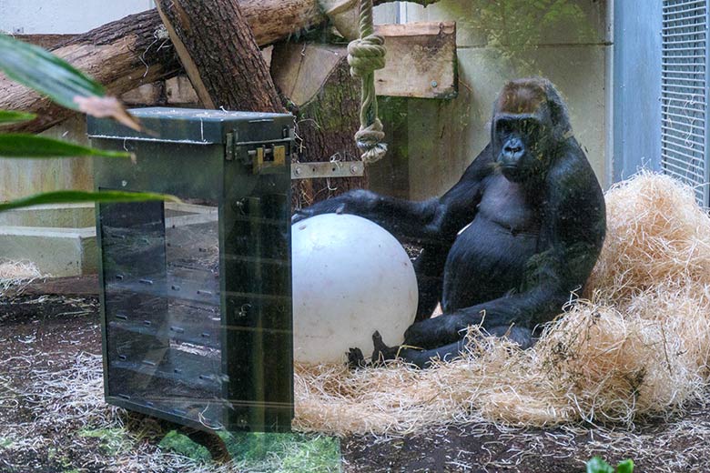 Westlicher Flachlandgorilla Weibchen GRACE am 6. Juli 2021 am Innengehege im Menschenaffen-Haus im Zoo Wuppertal