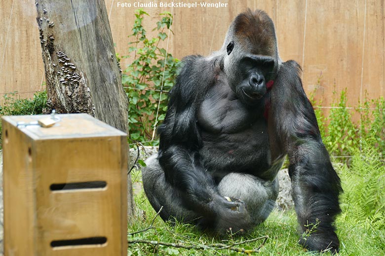 Westlicher Flachlandgorilla Silberrücken VIMOTO am 21. Juli 2021 auf der Außenanlage am Menschenaffen-Haus im Grünen Zoo Wuppertal (Foto Claudia Böckstiegel-Wengler)