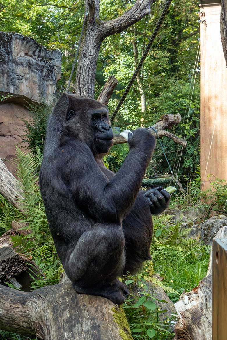 Weiblicher Westlicher Flachlandgorilla UKIWA am 6. September 2021 auf der Außenanlage am Menschenaffen-Haus im Zoologischen Garten der Stadt Wuppertal