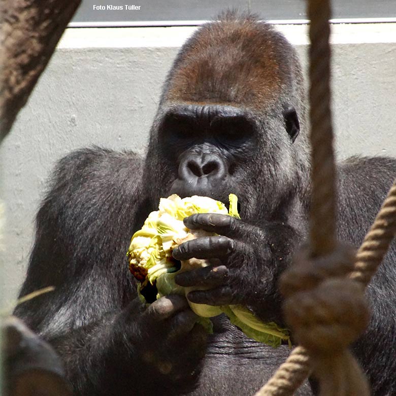 Männlicher Westlicher Flachlandgorilla Silberrücken VIMOTO am 18. November 2021 im Menschenaffen-Haus im Wuppertaler Zoo (Foto Klaus Tüller)