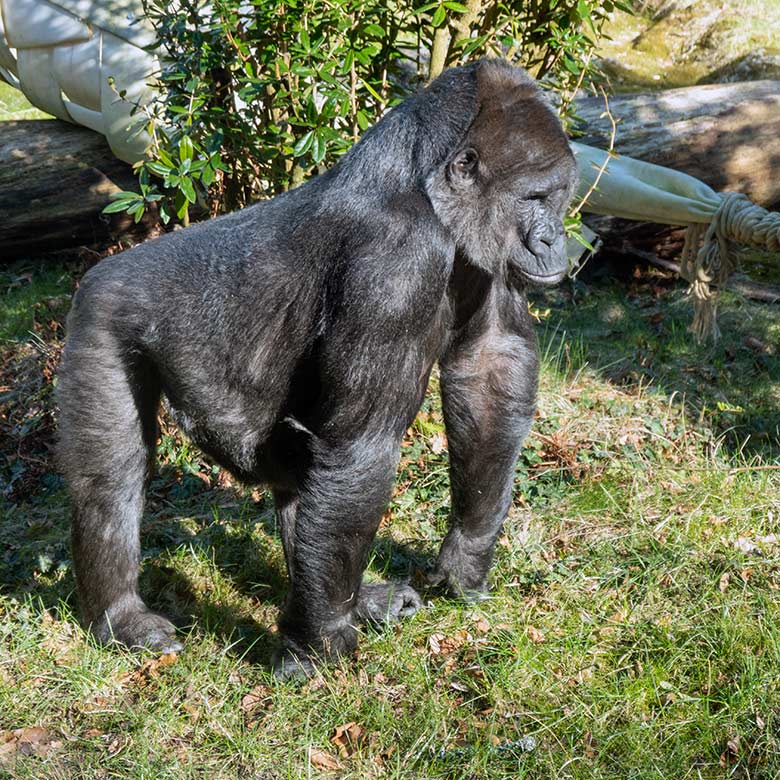 Weiblicher Westlicher Flachlandgorilla UKIWA am 10. März 2022 auf der Außenanlage am Menschenaffen-Haus im Grünen Zoo Wuppertal