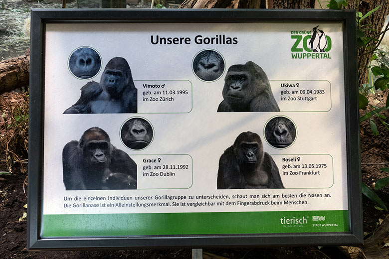 Aushang 'Unsere Gorillas' am 13. Mai 2022 am Innengehege im Menschenaffen-Haus im Wuppertaler Zoo