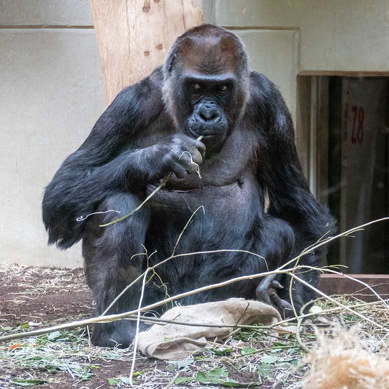 Weiblicher Westlicher Flachlandgorilla ROSELI am 13. Mai 2022 2021 im Innengehege im Menschenaffen-Haus im Wuppertaler Zoo