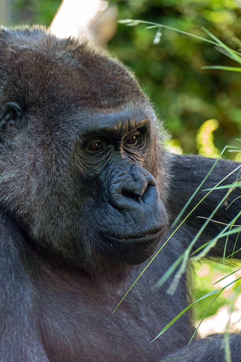 Weiblicher Westlicher Flachlandgorilla UKIWA am 15. Juni 2022 auf der Außenanlage am Menschenaffen-Haus im Zoologischen Garten Wuppertal