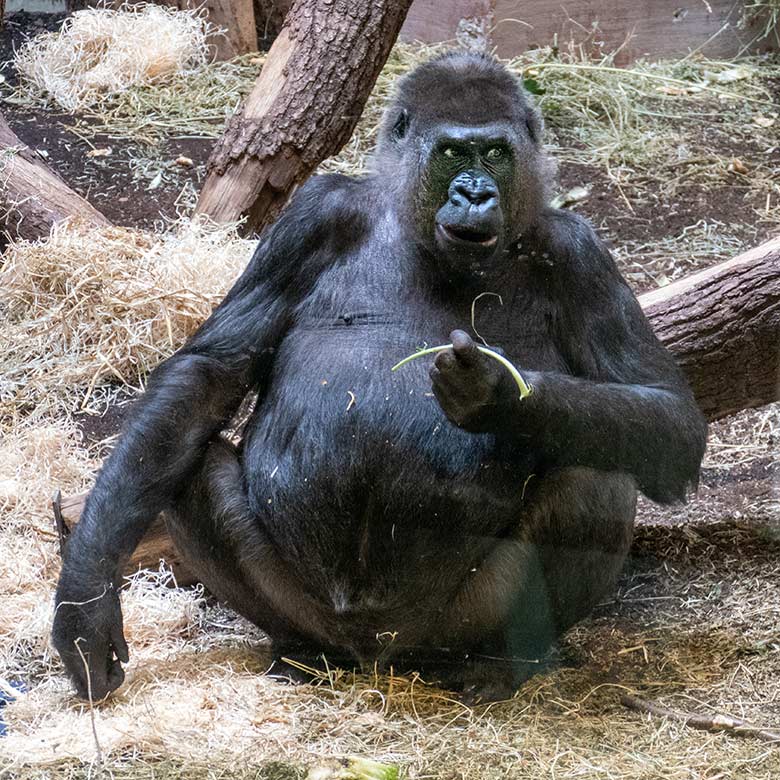 Weiblicher Westlicher Flachlandgorilla UKIWA am 12. Juli 2022 2021 im Innengehege im Menschenaffen-Haus im Grünen Zoo Wuppertal