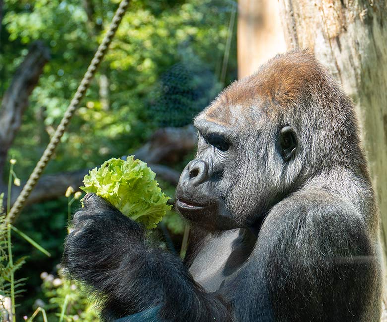 Westlicher Flachlandgorilla Silberrücken VIMOTO am 24. Juli 2022 auf der Außenanlage am Menschenaffen-Haus im Grünen Zoo Wuppertal