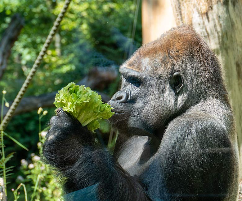 Westlicher Flachlandgorilla Silberrücken VIMOTO am 24. Juli 2022 auf der Außenanlage am Menschenaffen-Haus im Zoologischen Garten Wuppertal