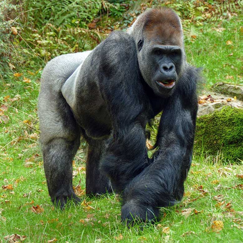 Westlicher Flachlandgorilla Silberrücken VIMOTO am 3. Oktober 2022 auf der Außenanlage am Menschenaffen-Haus im Grünen Zoo Wuppertal