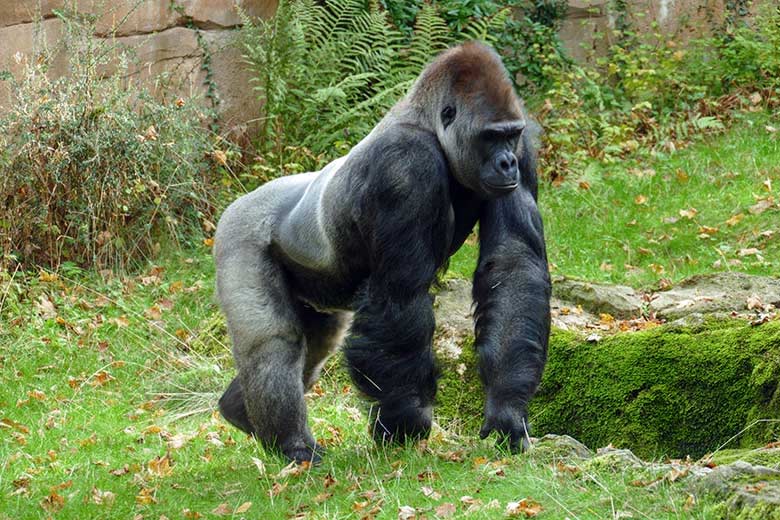 Westlicher Flachlandgorilla Silberrücken VIMOTO am 3. Oktober 2022 auf der Außenanlage am Menschenaffen-Haus im Wuppertaler Zoo