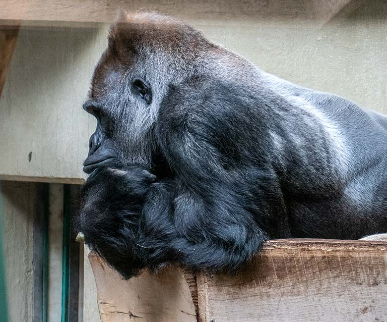 Westlicher Flachlandgorilla Silberrücken VIMOTO am 16. Oktober 2022 im Menschenaffen-Haus im Grünen Zoo Wuppertal