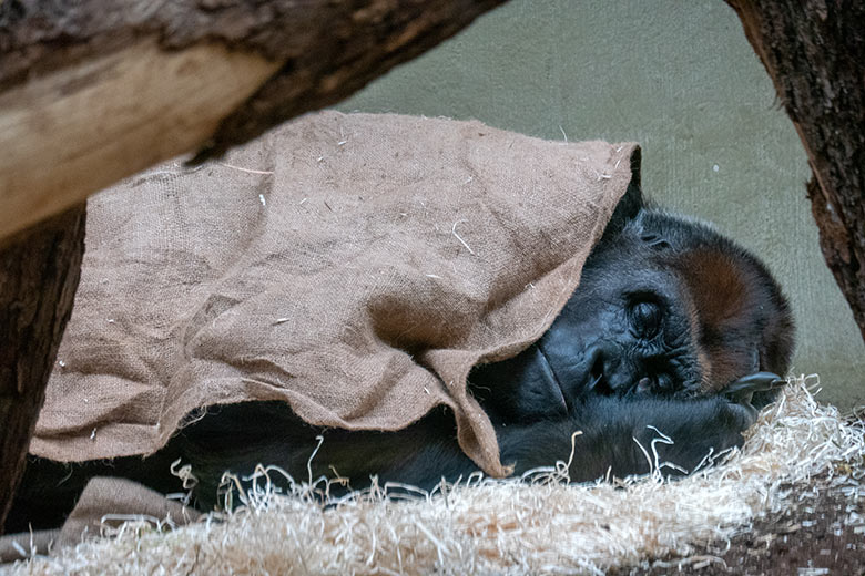 Weiblicher Westlicher Flachlandgorilla GRACE am 26. Februar 2023 im Menschenaffen-Haus im Grünen Zoo Wuppertal