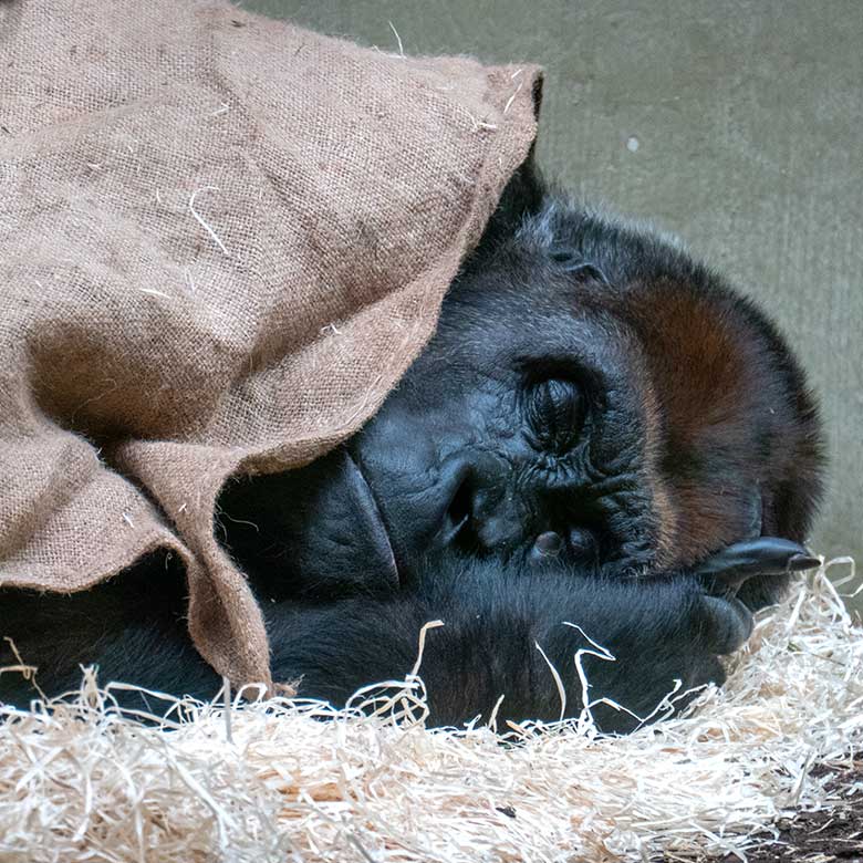 Weiblicher Westlicher Flachlandgorilla GRACE am 26. Februar 2023 im Menschenaffen-Haus im Wuppertaler Zoo