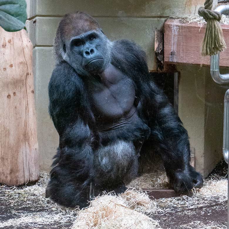 Westlicher Flachlandgorilla Silberrücken VIMOTO am 18. März 2023 im Menschenaffen-Haus im Grünen Zoo Wuppertal