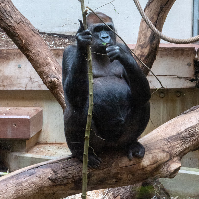 Weiblicher Westlicher Flachlandgorilla GRACE am 26. April 2023 im Innengehege im Menschenaffen-Haus im Zoo Wuppertal