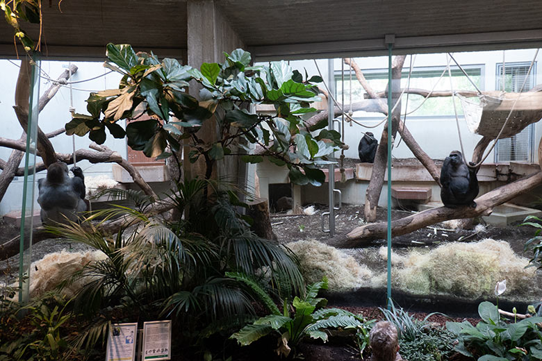 Die drei Westlichen Flachlandgorillas VIMOTO, ROSELI und Grace (rechts) am 26. April 2023 im Innengehege im Menschenaffen-Haus im Zoo Wuppertal