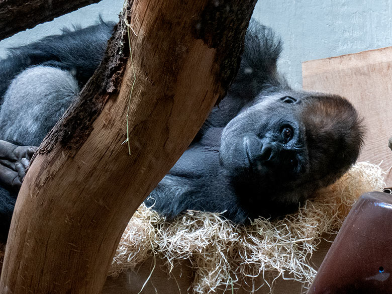 Männlicher Westlicher Flachlandgorilla VIMOTO am 26. April 2023 im Innengehege im Menschenaffen-Haus im Wuppertaler Zoo