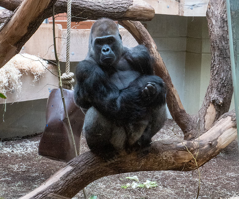 Männlicher Westlicher Flachlandgorilla VIMOTO am 26. April 2023 im Innengehege im Menschenaffen-Haus im Grünen Zoo Wuppertal