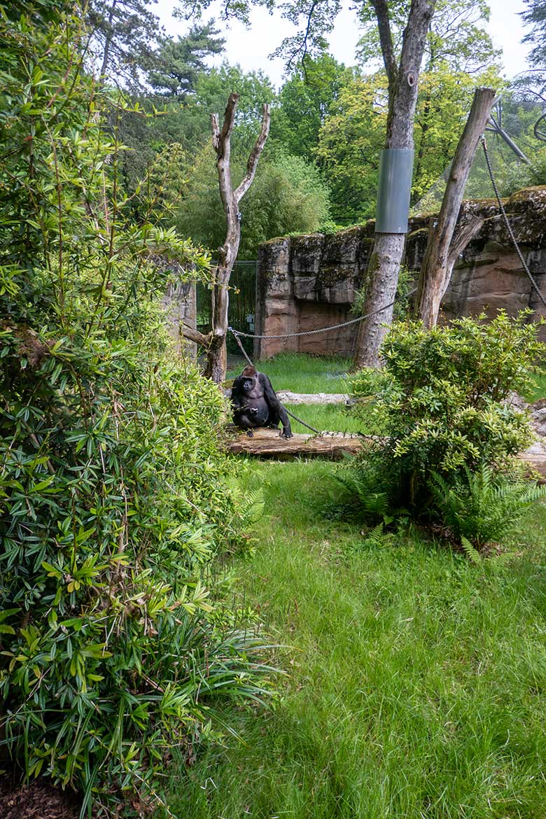 Weiblicher Westlicher Flachlandgorilla GRACE am 22. Mai 2023 auf der Außenanlage am Menschenaffen-Haus im Grünen Zoo Wuppertal