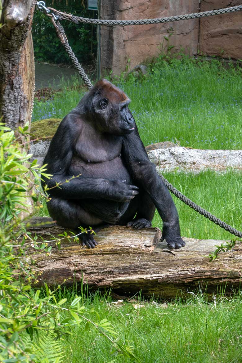 Weiblicher Westlicher Flachlandgorilla GRACE am 22. Mai 2023 auf der Außenanlage am Menschenaffen-Haus im Zoologischen Garten der Stadt Wuppertal