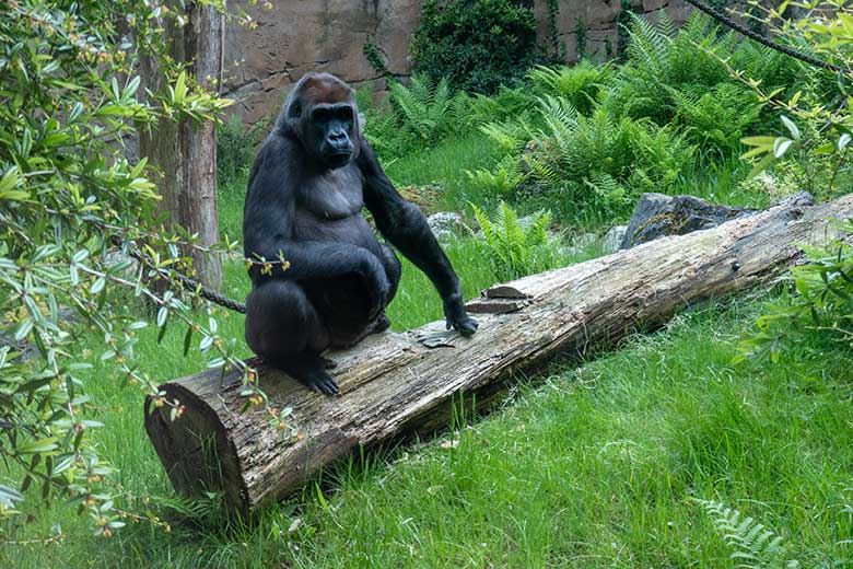 Weiblicher Westlicher Flachlandgorilla GRACE am 22. Mai 2023 auf der Außenanlage am Menschenaffen-Haus im Zoo Wuppertal