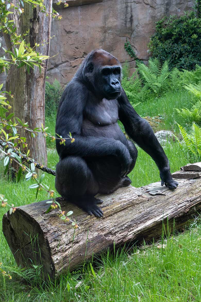 Weiblicher Westlicher Flachlandgorilla GRACE am 22. Mai 2023 auf der Außenanlage am Menschenaffen-Haus im Grünen Zoo Wuppertal