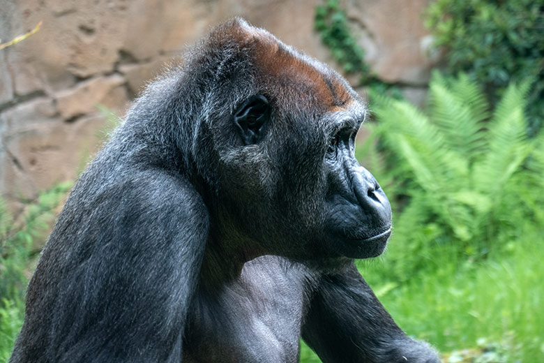 Weiblicher Westlicher Flachlandgorilla GRACE am 22. Mai 2023 auf der Außenanlage am Menschenaffen-Haus im Zoologischen Garten Wuppertal