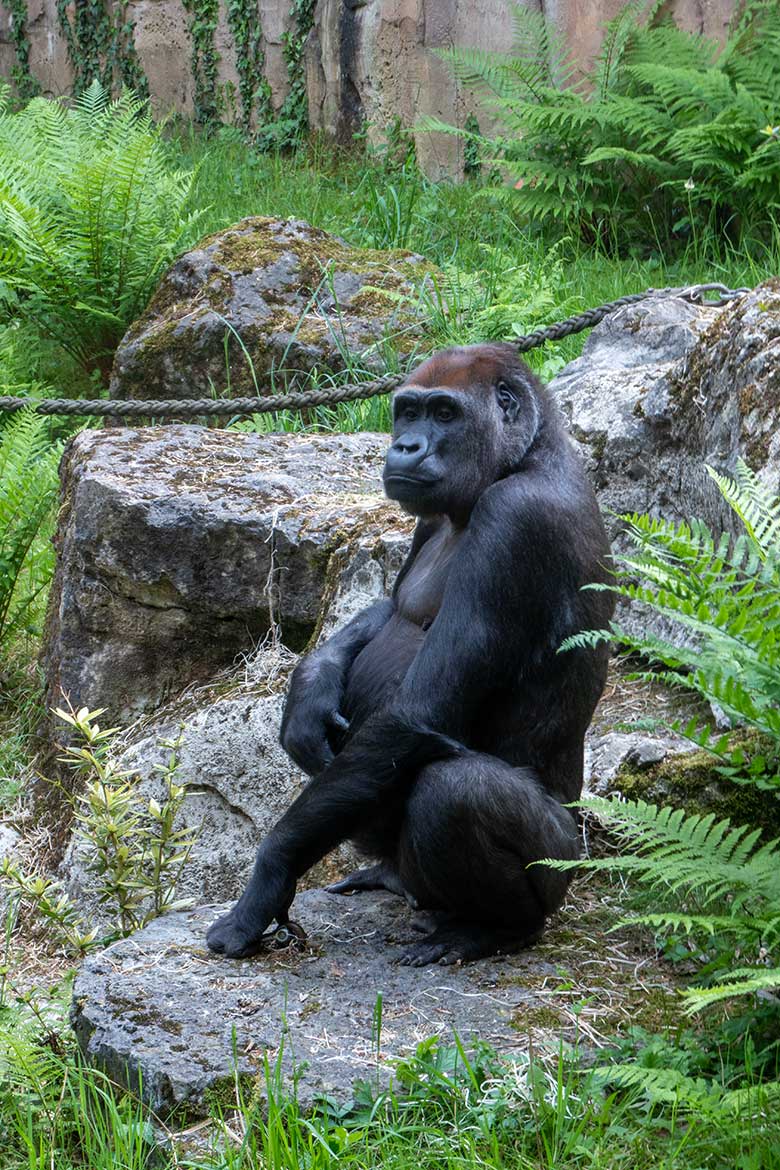 Weiblicher Westlicher Flachlandgorilla GRACE am 22. Mai 2023 auf der Außenanlage am Menschenaffen-Haus im Zoo Wuppertal