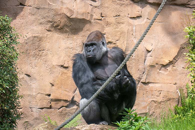 Männlicher Westlicher Flachlandgorilla Silberrücken VIMOTO am 22. Mai 2023 auf der Außenanlage am Menschenaffen-Haus im Grünen Zoo Wuppertal