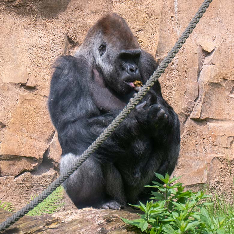 Männlicher Westlicher Flachlandgorilla Silberrücken VIMOTO am 22. Mai 2023 auf der Außenanlage am Menschenaffen-Haus im Zoologischen Garten der Stadt Wuppertal