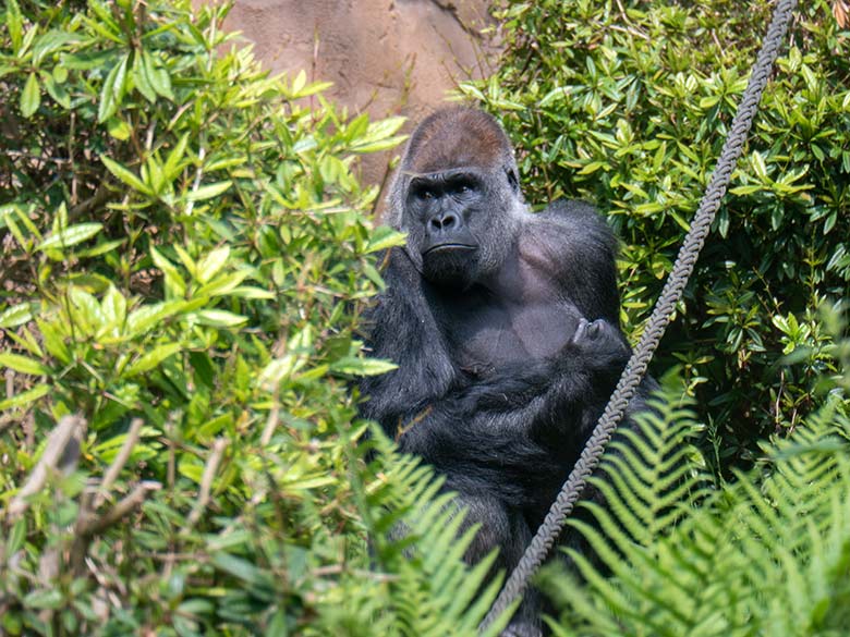 Männlicher Westlicher Flachlandgorilla Silberrücken VIMOTO am 22. Mai 2023 auf der Außenanlage am Menschenaffen-Haus im Zoo Wuppertal