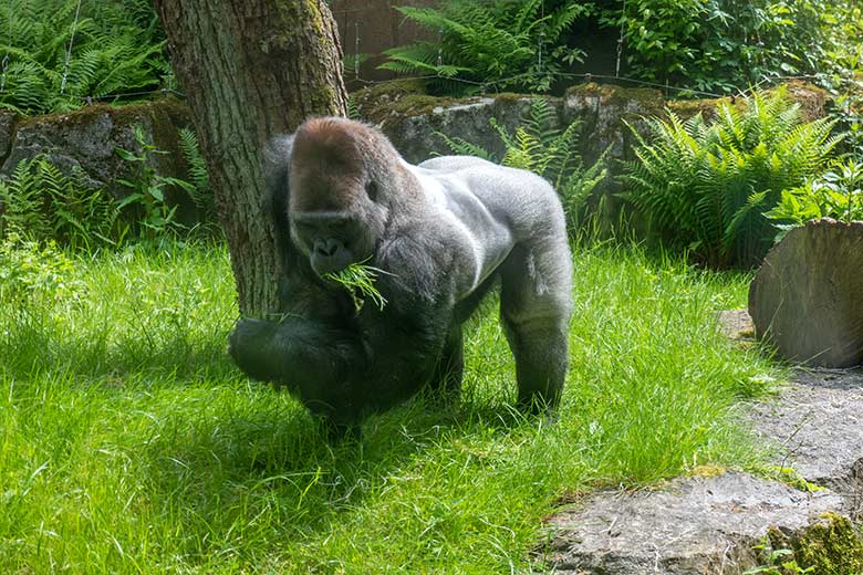 Männlicher Westlicher Flachlandgorilla Silberrücken VIMOTO am 22. Mai 2023 auf der Außenanlage am Menschenaffen-Haus im Grünen Zoo Wuppertal