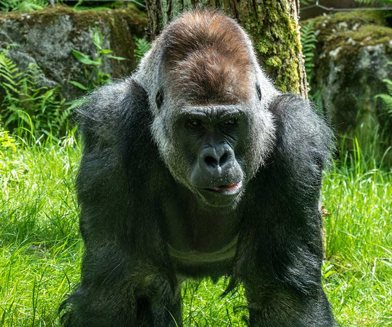 Männlicher Westlicher Flachlandgorilla Silberrücken VIMOTO am 22. Mai 2023 auf der Außenanlage am Menschenaffen-Haus im Zoologischen Garten Wuppertal