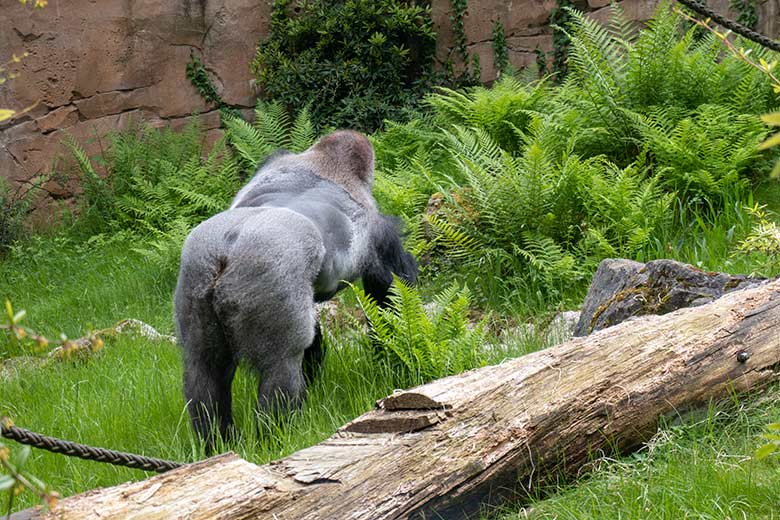 Männlicher Westlicher Flachlandgorilla Silberrücken VIMOTO am 22. Mai 2023 auf der Außenanlage am Menschenaffen-Haus im Wuppertaler Zoo