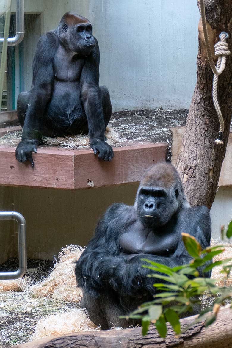 Weiblicher Westlicher Flachlandgorilla GRACE und männlicher Westlicher Flachlandgorilla VIMOTO (rechts) am 6. Juni 2023 im Innengehege im Menschenaffen-Haus im Grünen Zoo Wuppertal