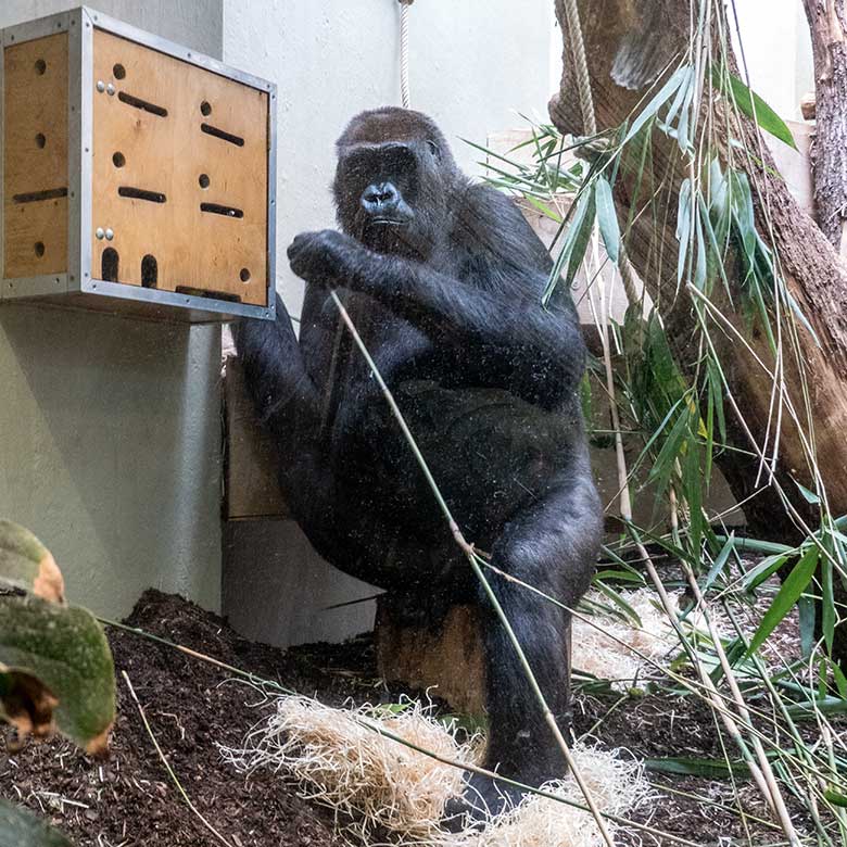 Weiblicher Westlicher Flachlandgorilla GRACE am 30. August 2023 im Innengehege im Menschenaffen-Haus im Zoologischen Garten Wuppertal