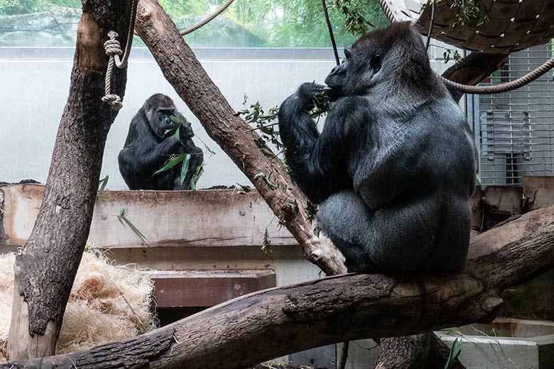 Weiblicher Westlicher Flachlandgorilla ROSELI und Silberrücken VIMOTO (rechts) am 30. August 2023 im Innengehege im Menschenaffen-Haus im Wuppertaler Zoo